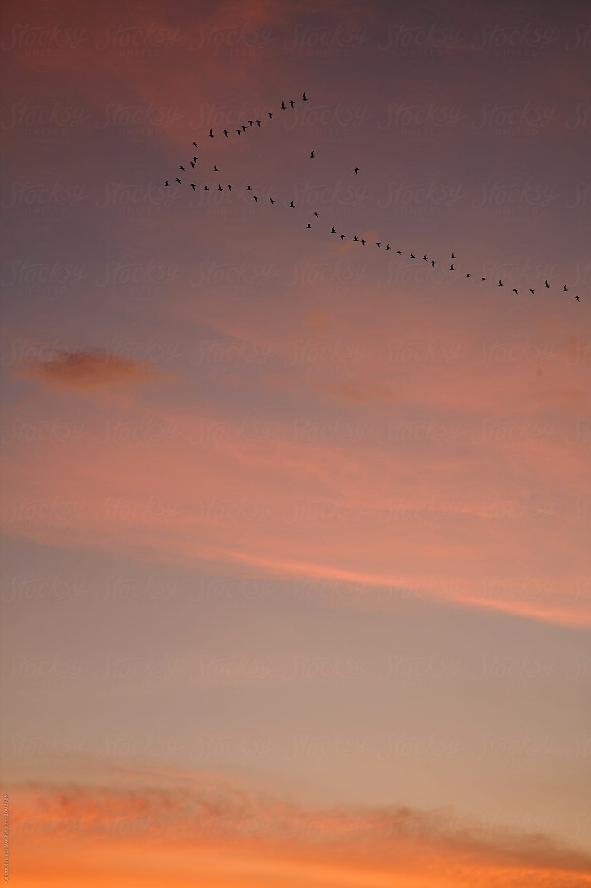 Birds in sunset sky