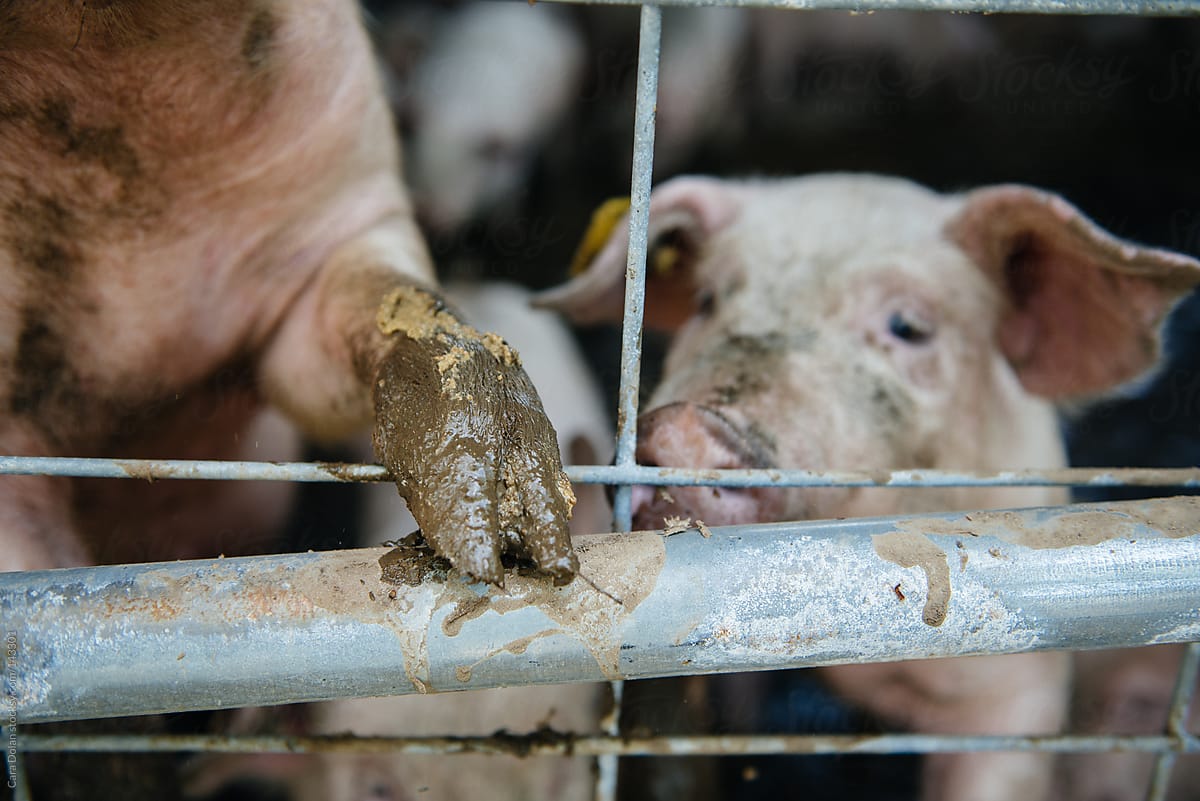 Pig has her muddy hoof up on the farm barn fence