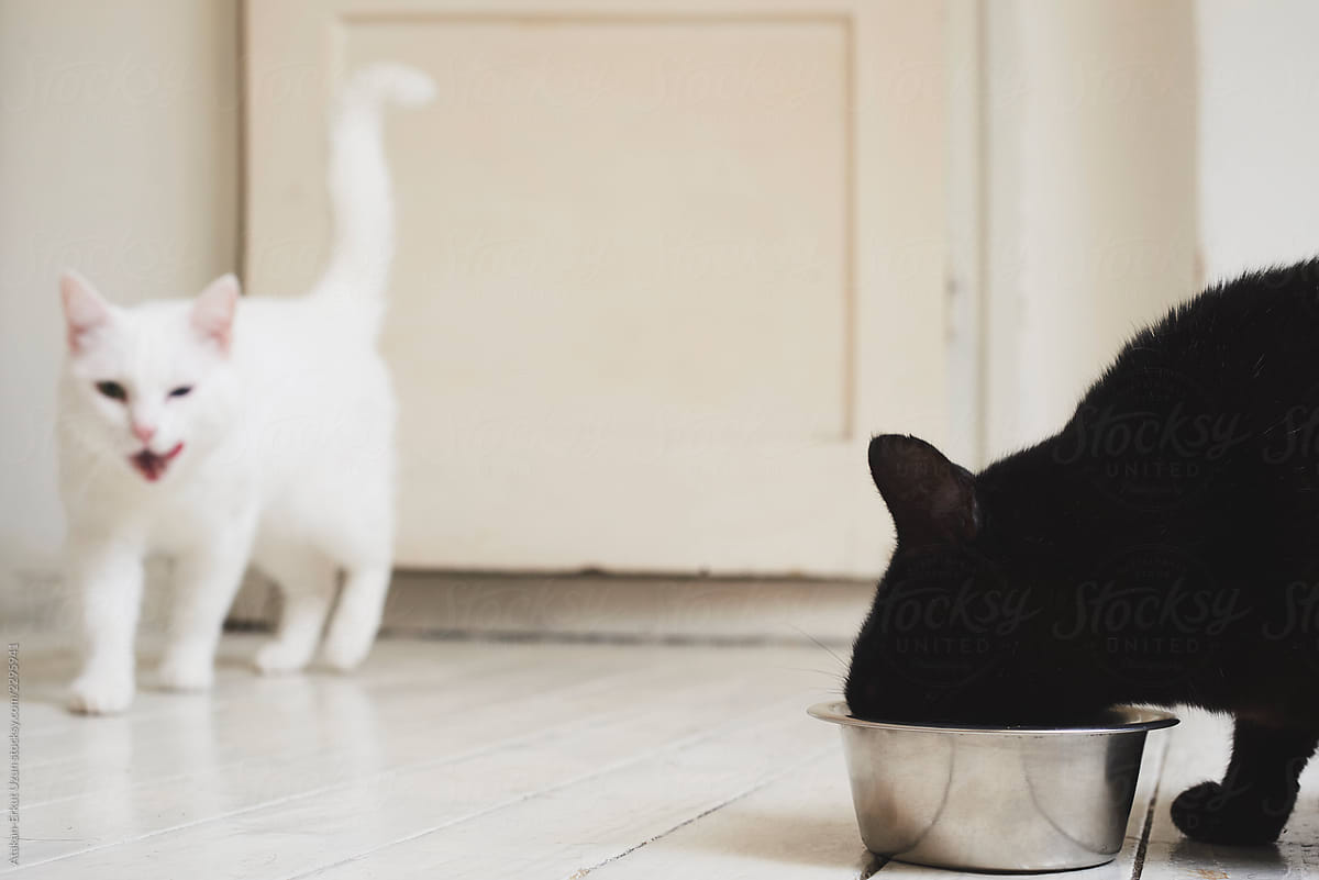 Black and white cat eating