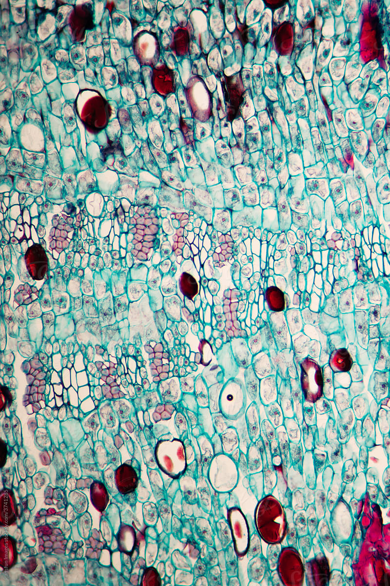 Officinal magnolia bark plant cells micrograph
