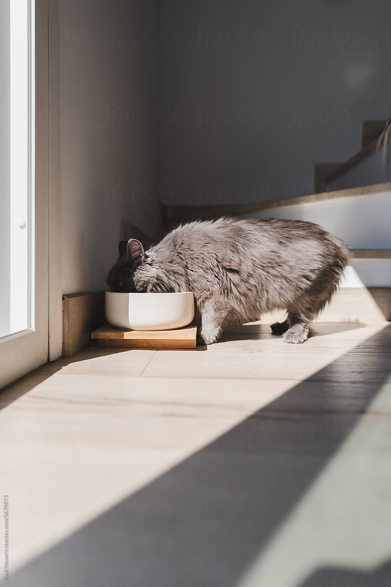 gray long-haired cat drinking water at home