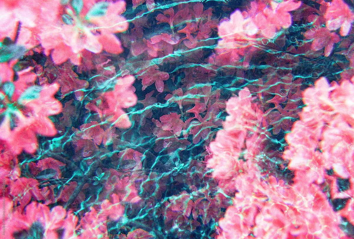 submerge flowers in water
