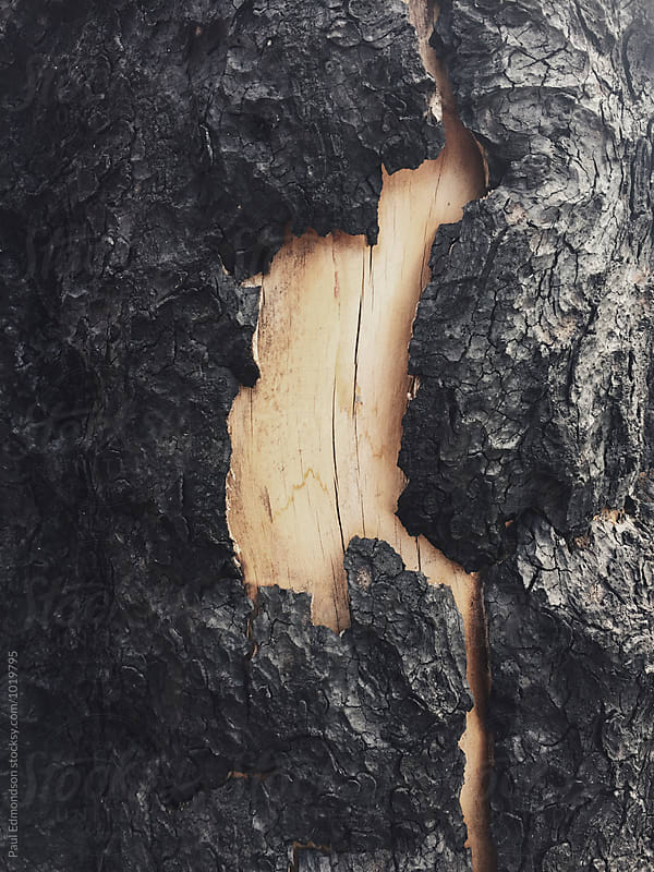 Close up of fire damaged evergreen tree, Cascades, WA, USA