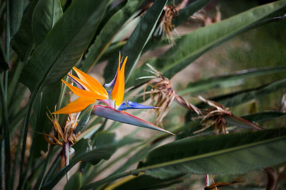 A Closeup Photo of an Exotic Flower