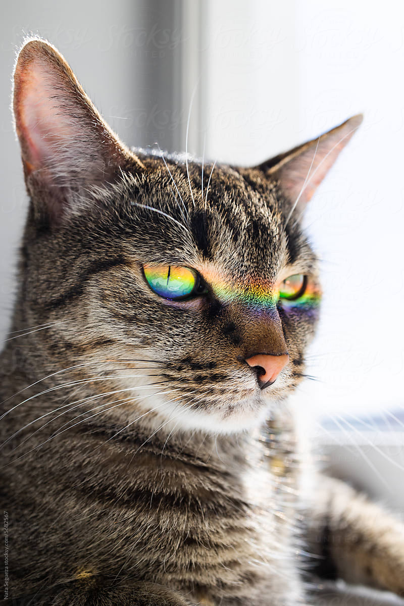 A cat with a rainbow