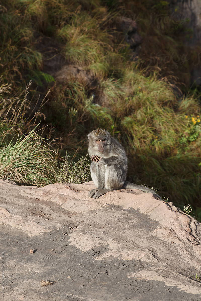 Monkey with a bump on the edge of a mountain