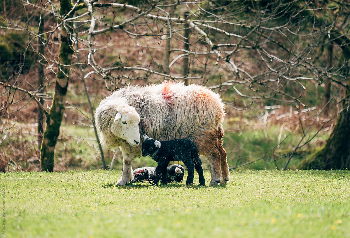 Herdwick sheep and black newborn lamb in spring. Cumbria, UK.