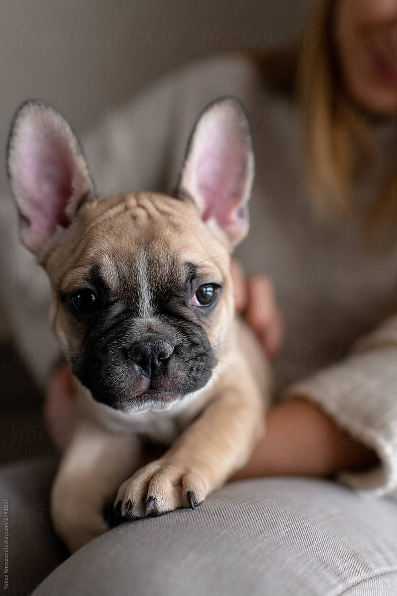 cute french bulldog puppy on the hands of a young woman