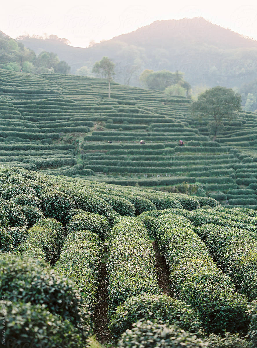 Tea plantation in China