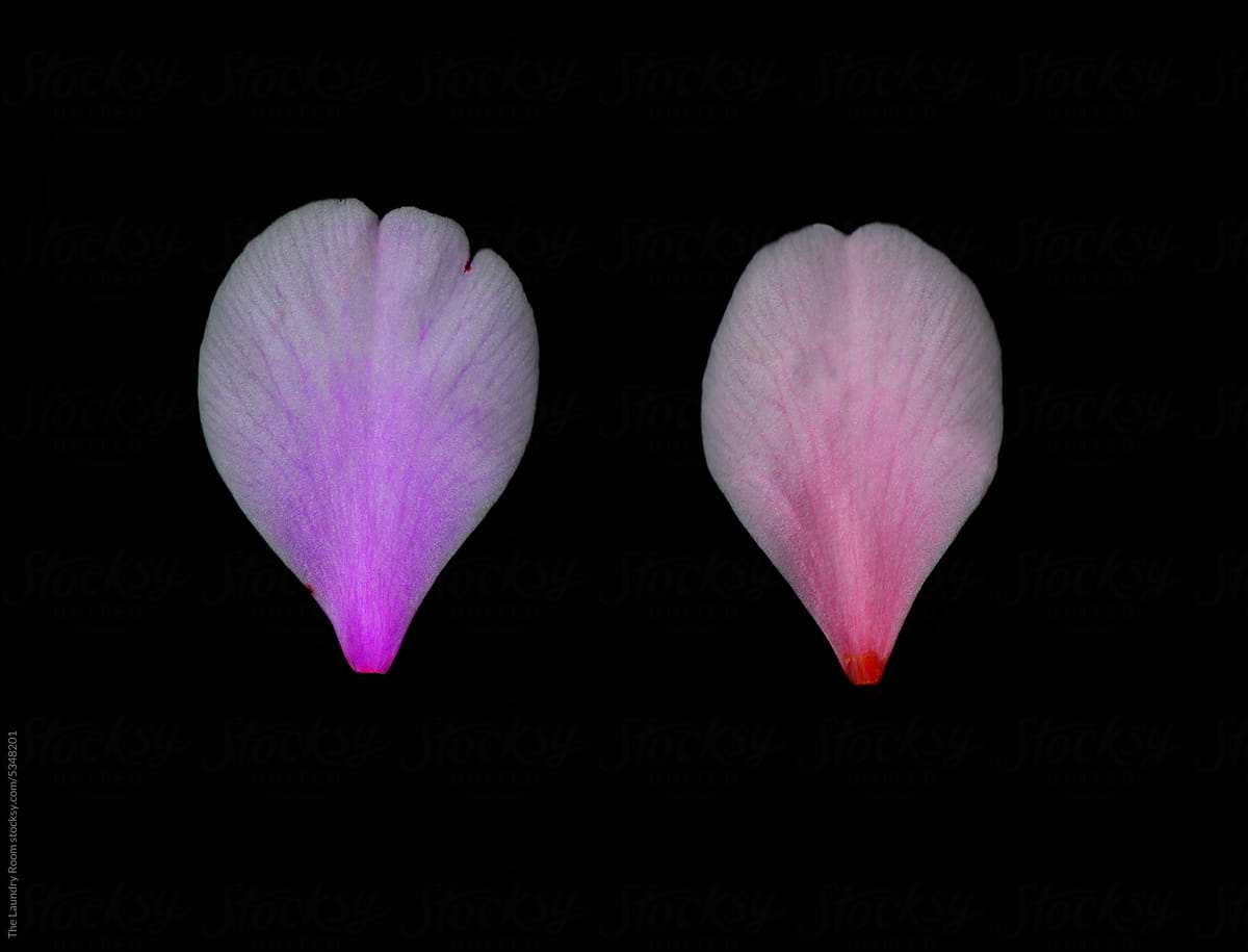 Close-Up of Two Digitally Enhanced Rose Petals