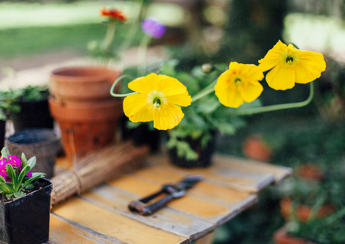 Poppy flowers in pots and gardener\'s tools outdoors