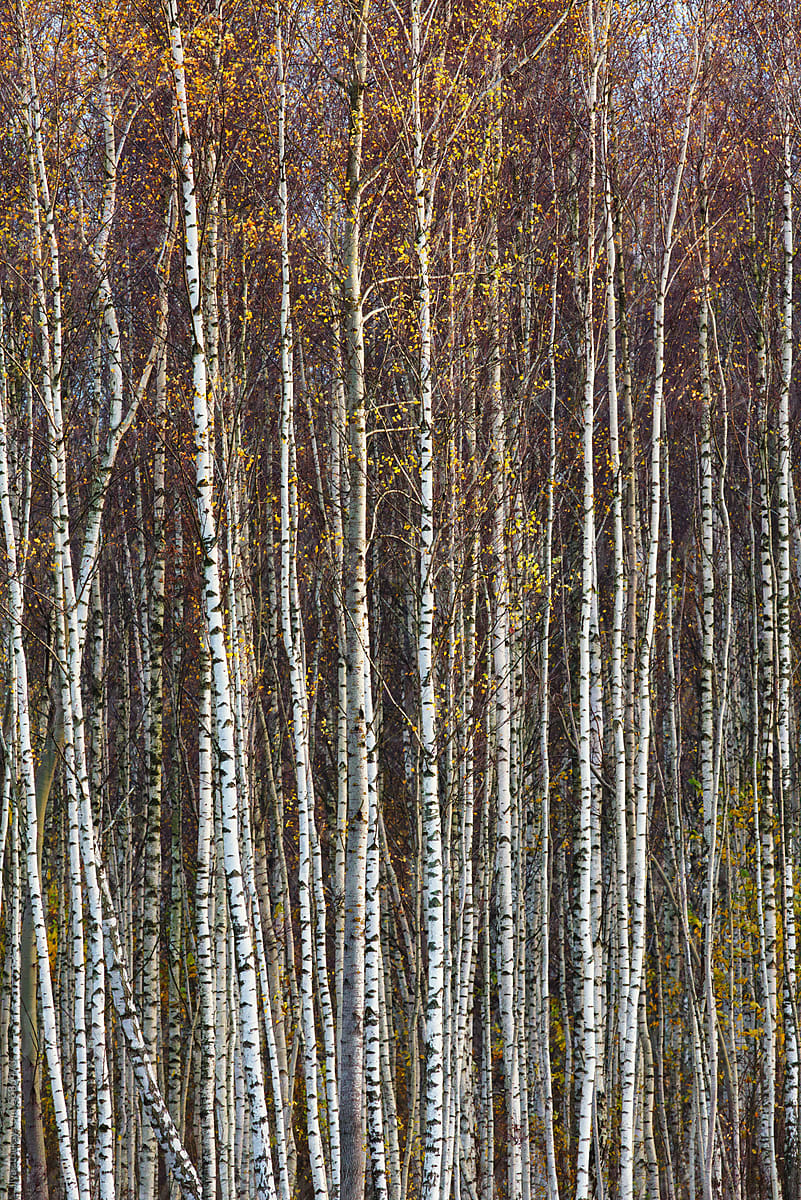 Birch yellow trees forest autumn landscape