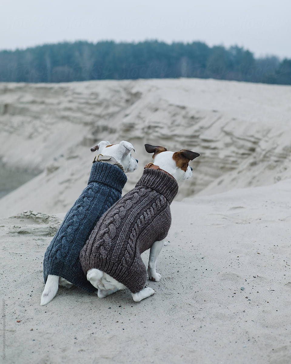 Two dogs in sweaters are sitting on the beach.
