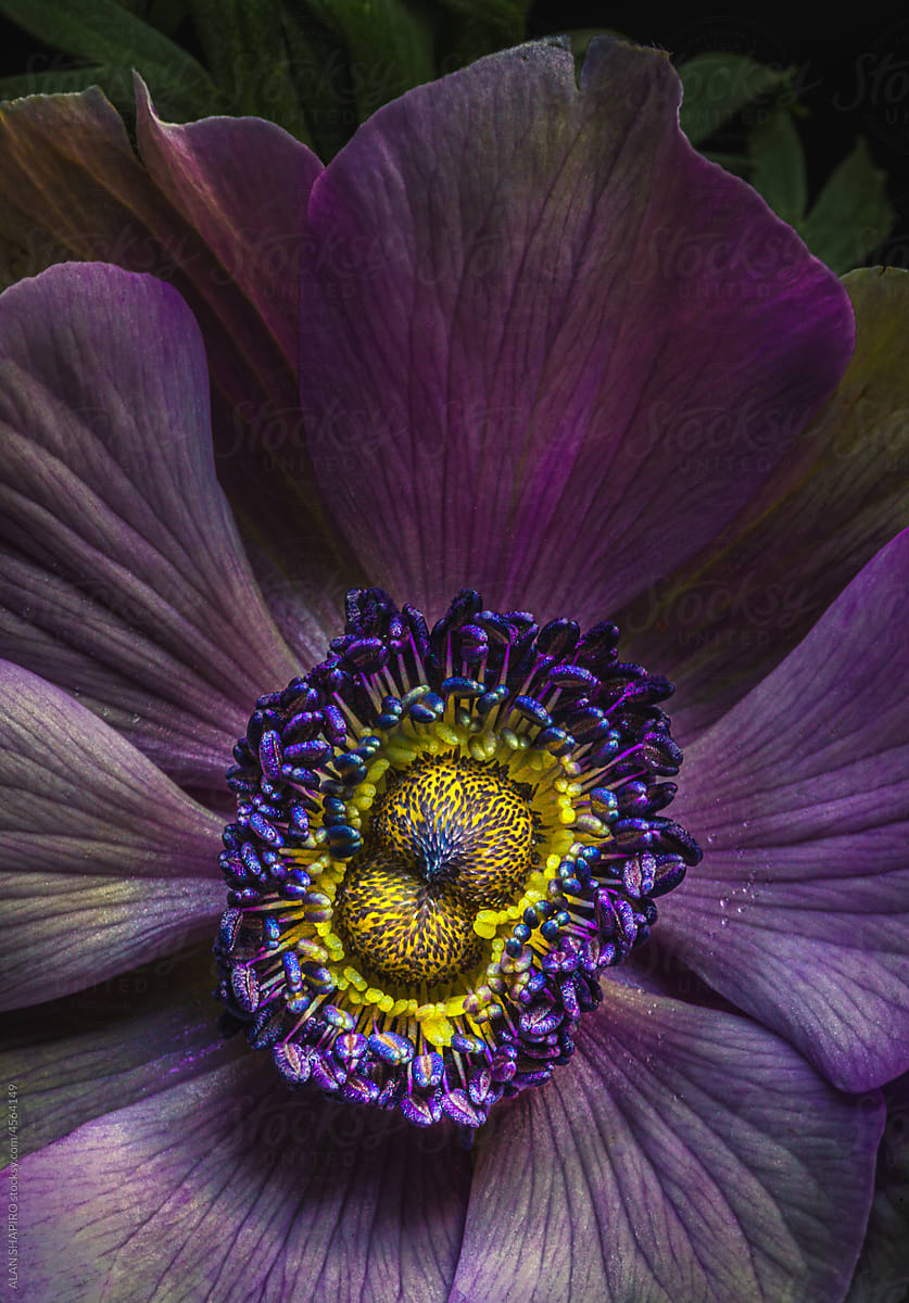 double centered anemone