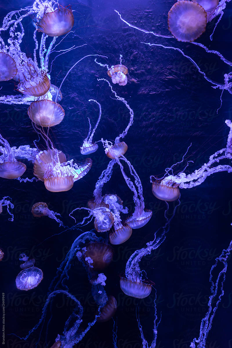 Beautiful Group of Glowing Jellyfish