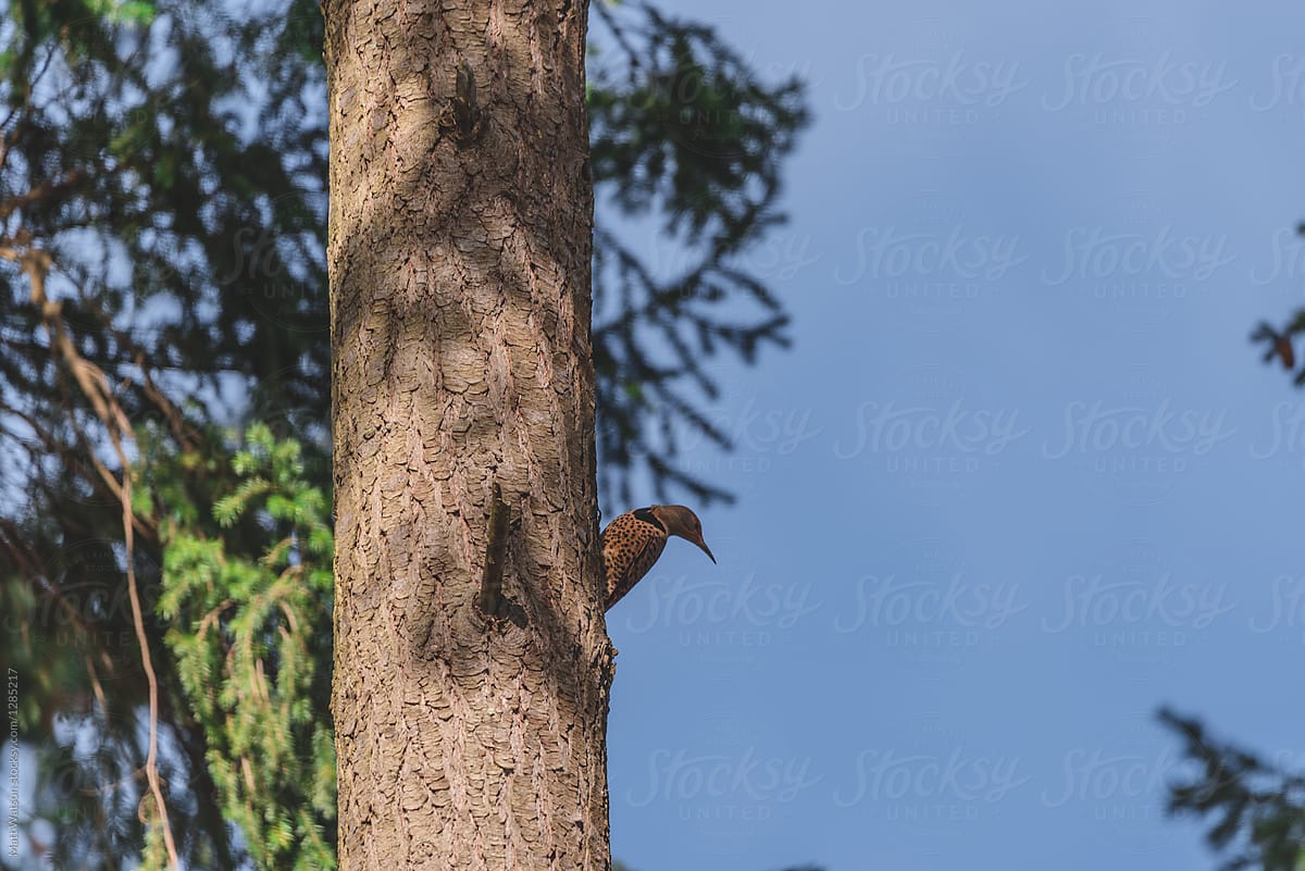 Northern Flicker - Red-Shafted