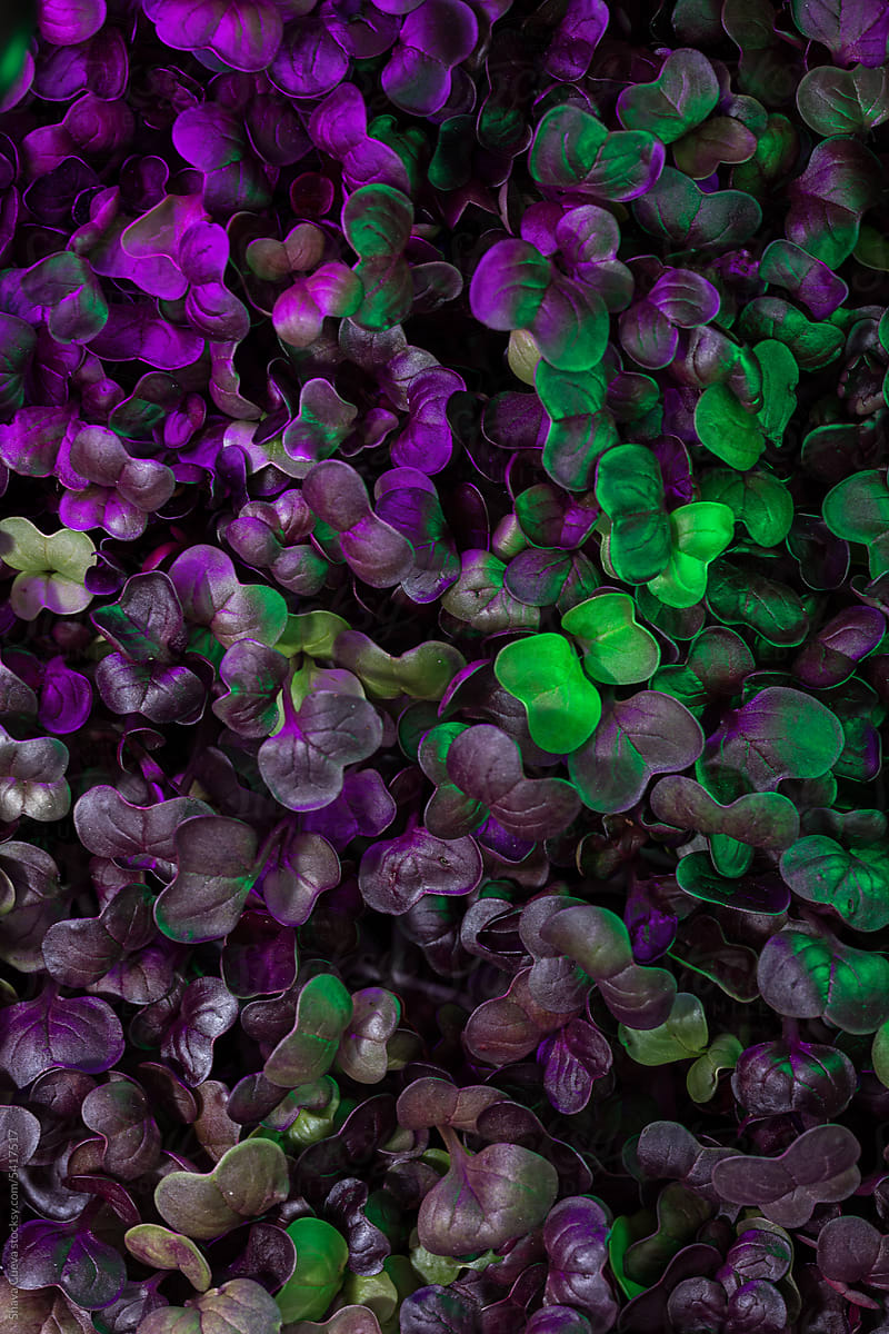 Dark purple radish sprouts texture with neon light