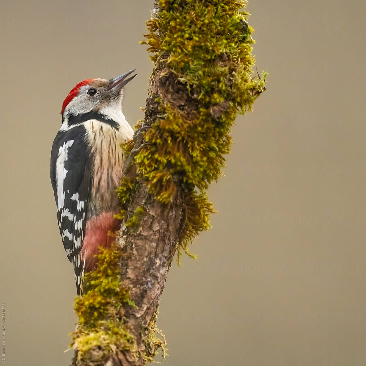 Middle Spotted Woodpecker Perched On A Mossy Tree Branch