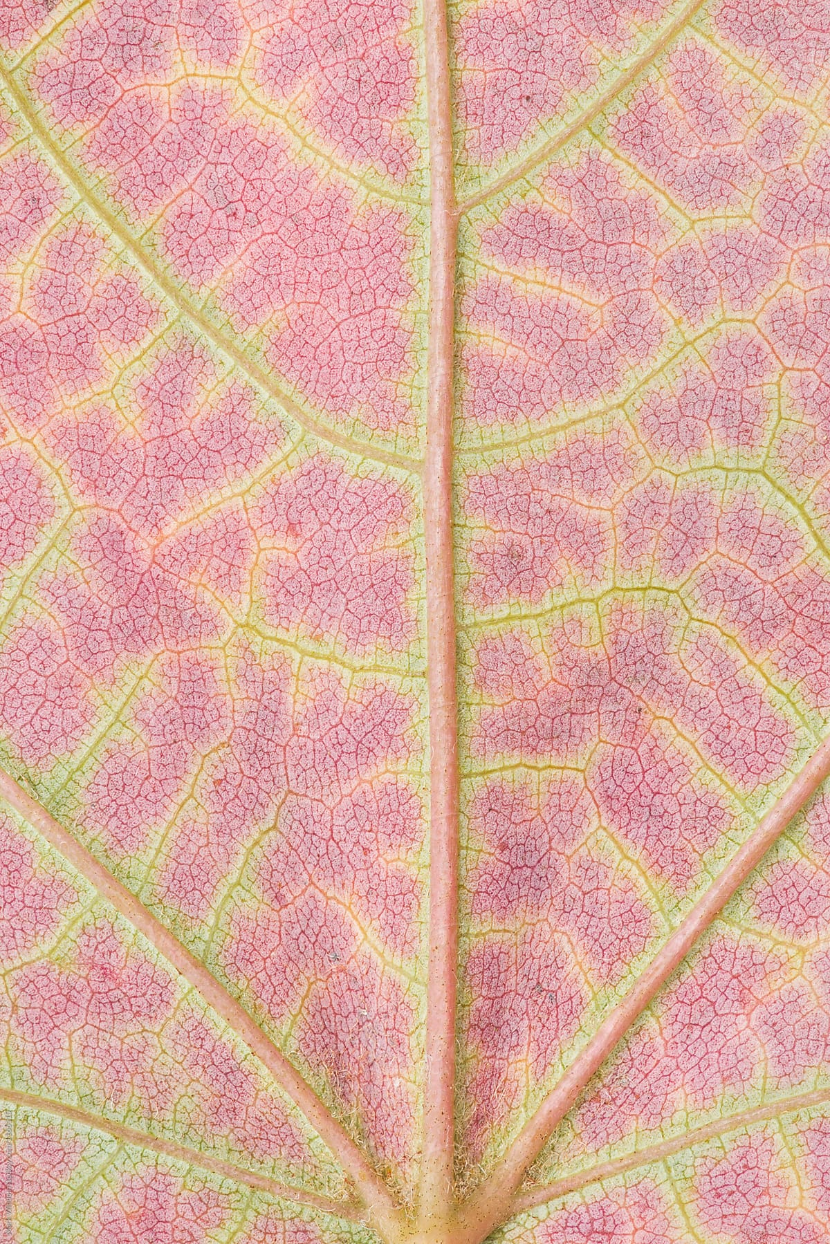 Maple leaf in Autumn, closeup