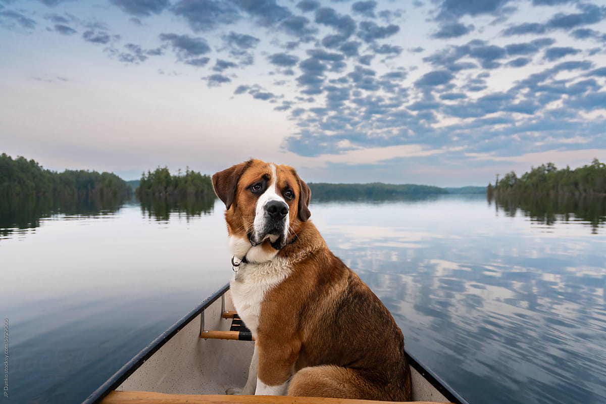 Large Dog Riding in Canoe on Backcountry Lake