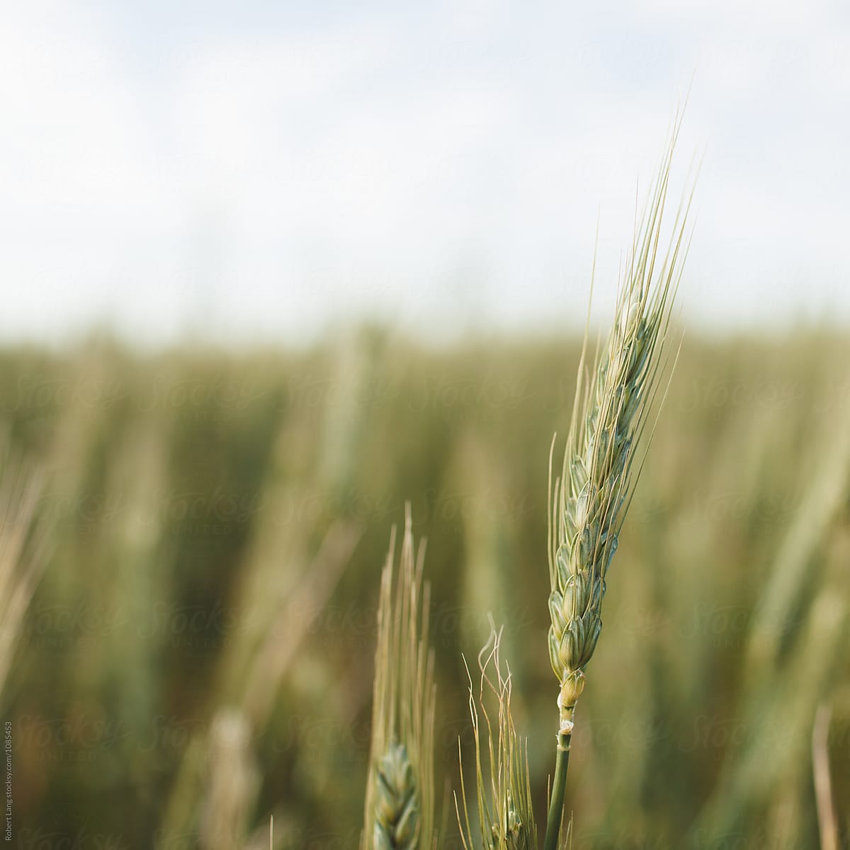 Stalk of green wheat