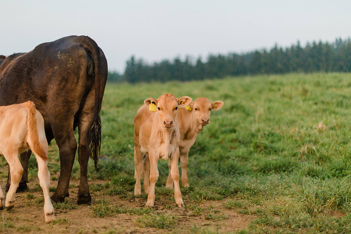 Close-up of calves in the field.