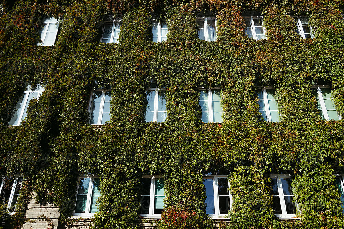 Impressive Building Adorned With Vines and Windows