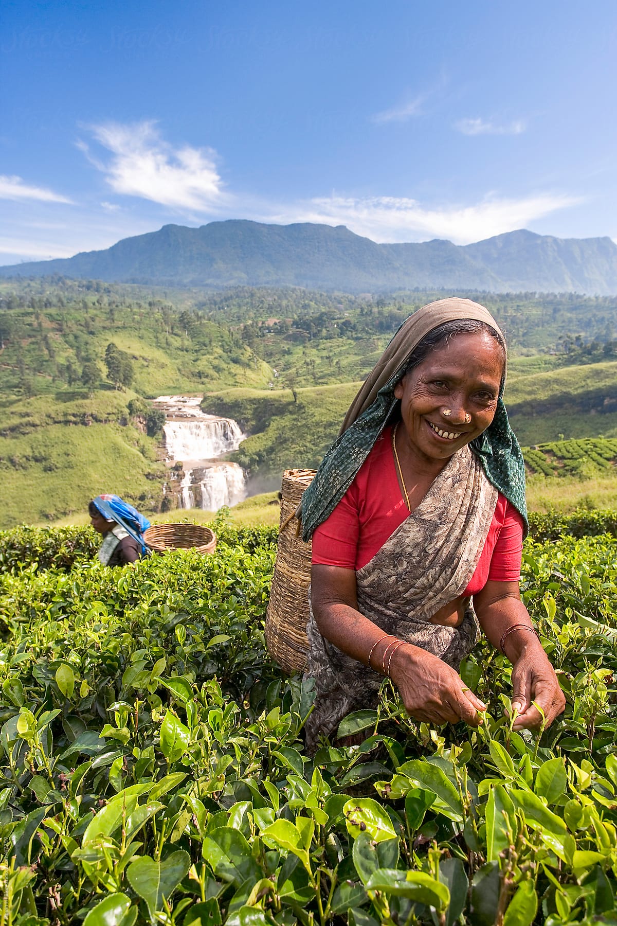Sri Lanka, The Hill Country, Nuwara Eliya, Tea Plantation, woman picking tea