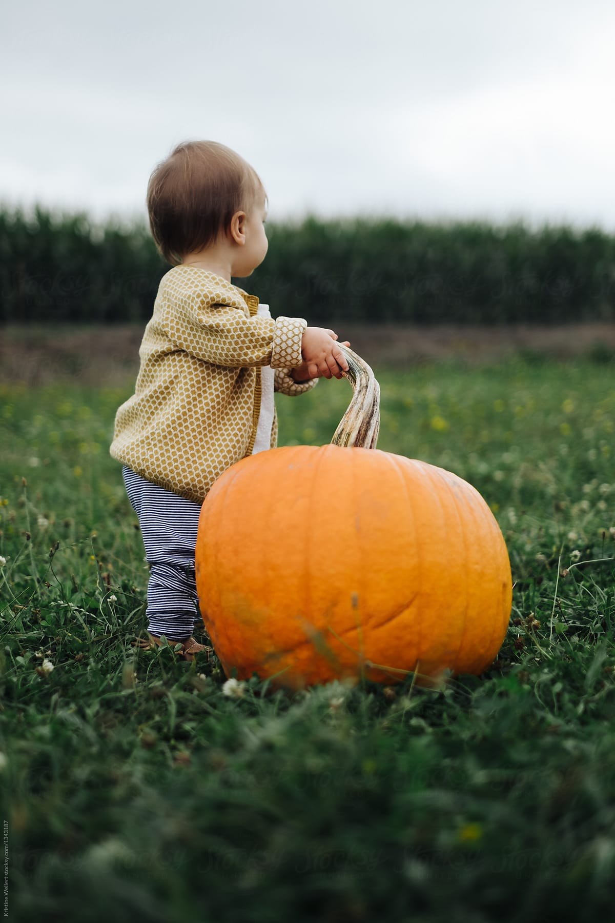 Young toddler picks large pumpkin