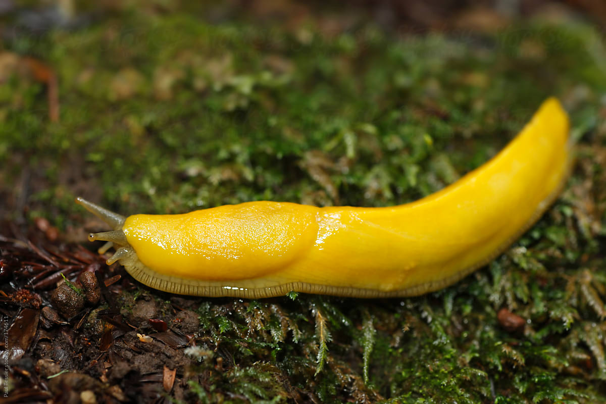  Banana  slug by Paul  Tessier Stocksy United
