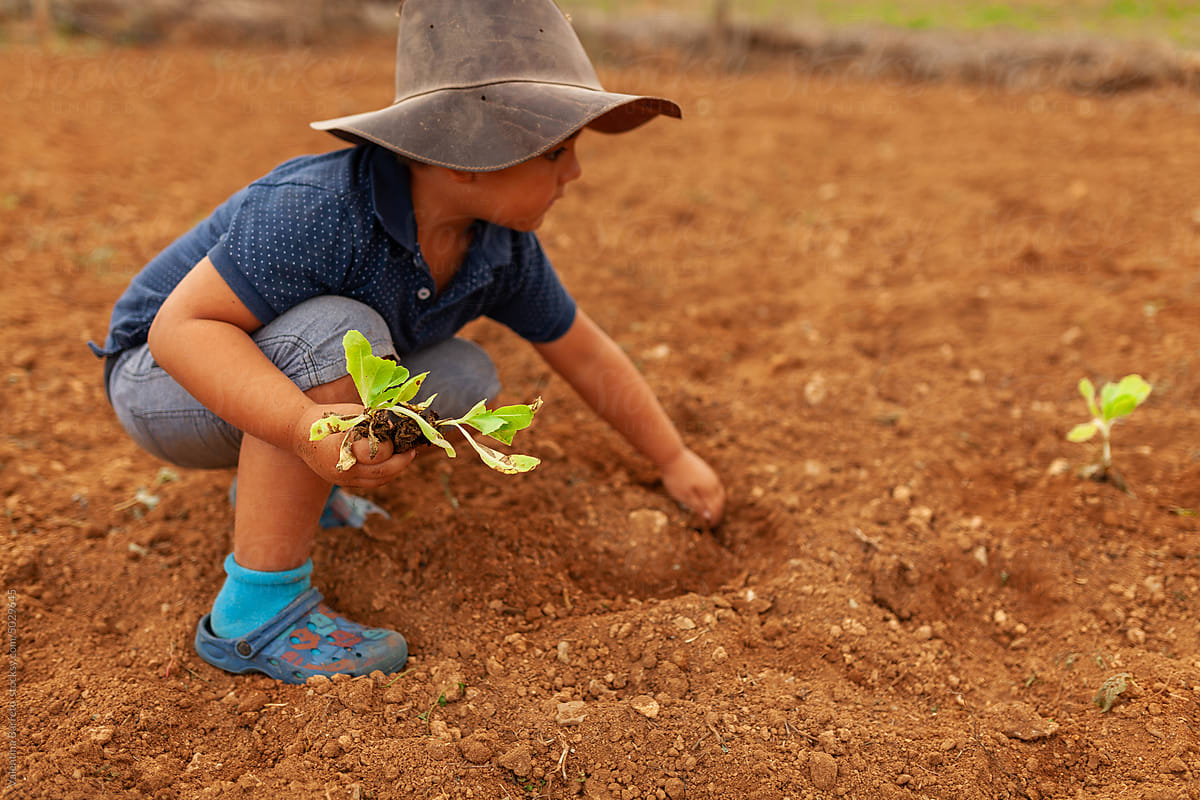 kid planting lettuce at farm