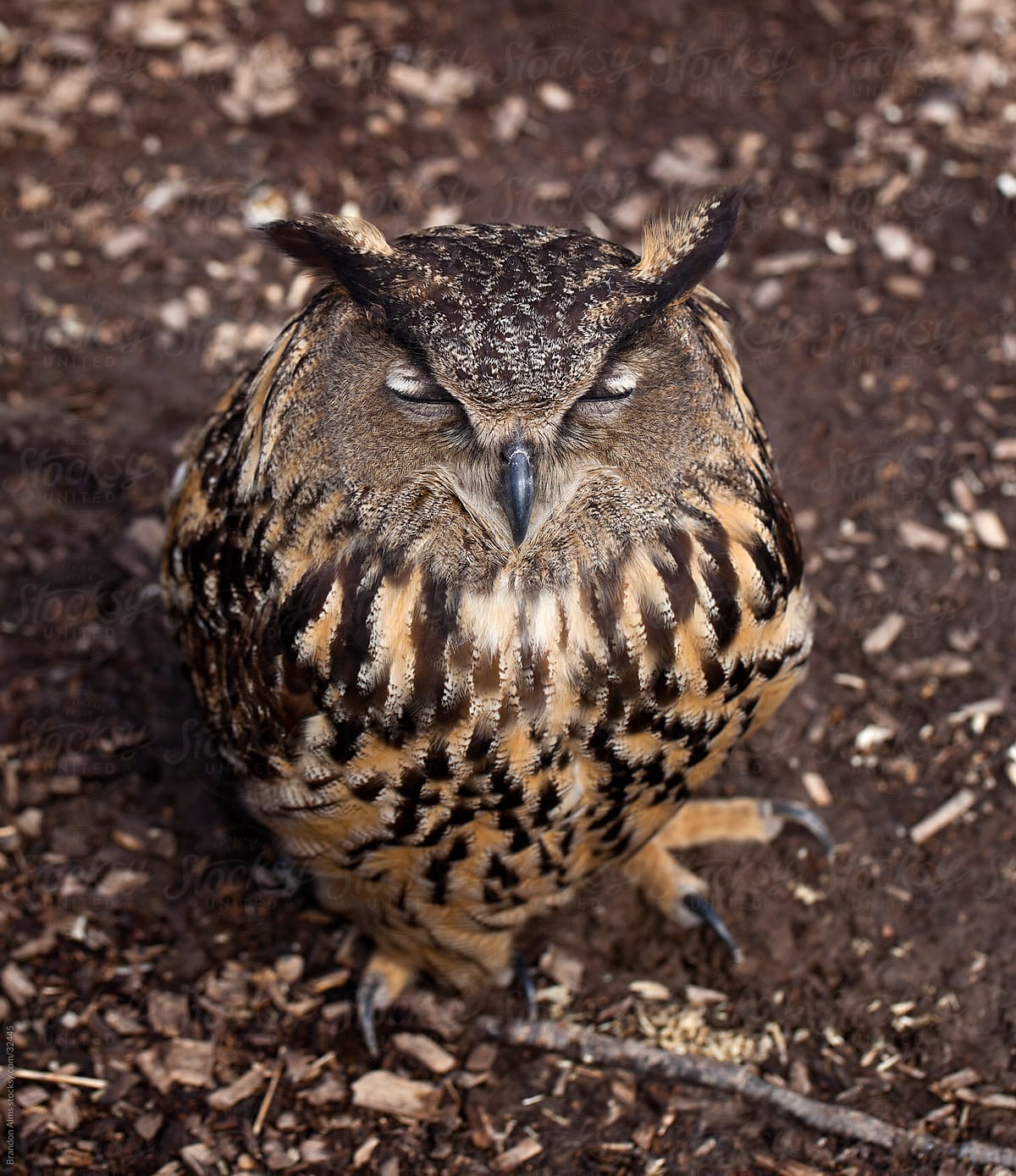 Sleeping Eurasian Eagle Owl Closeup