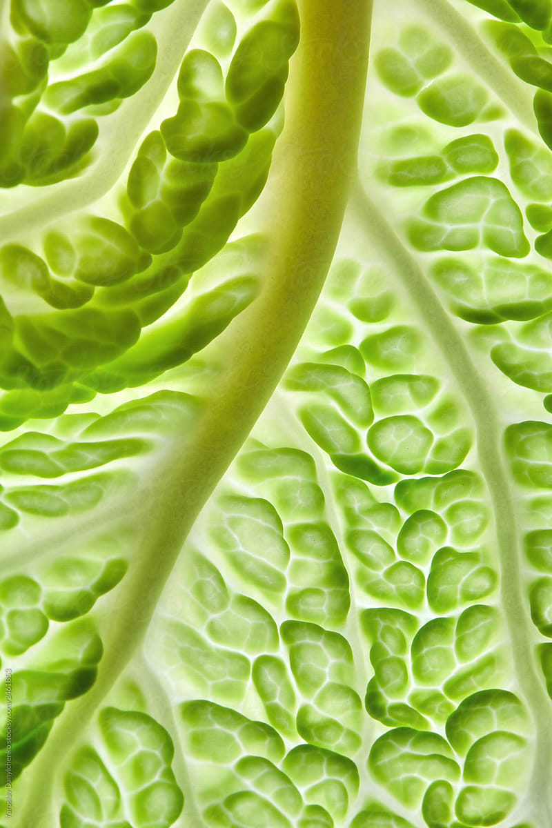 Natural background of green leaf lettuce with veins. Macro photo for your ideas