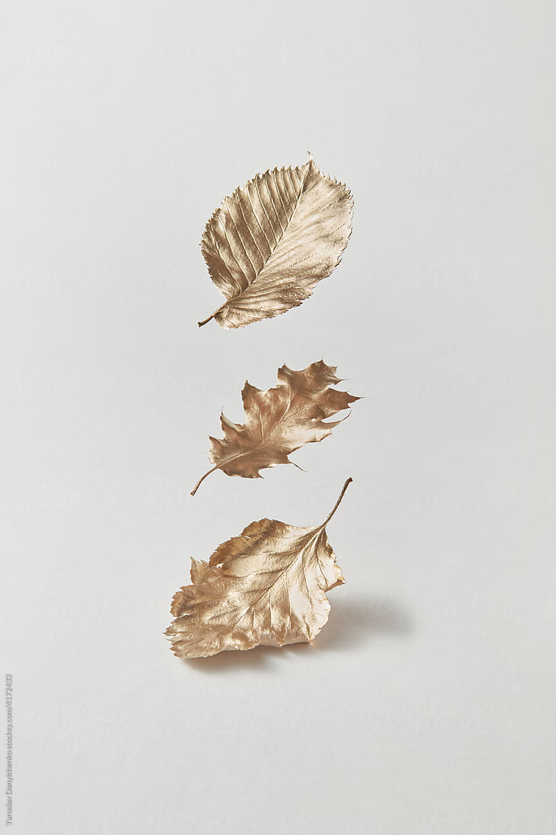Gold color leaves on white background.