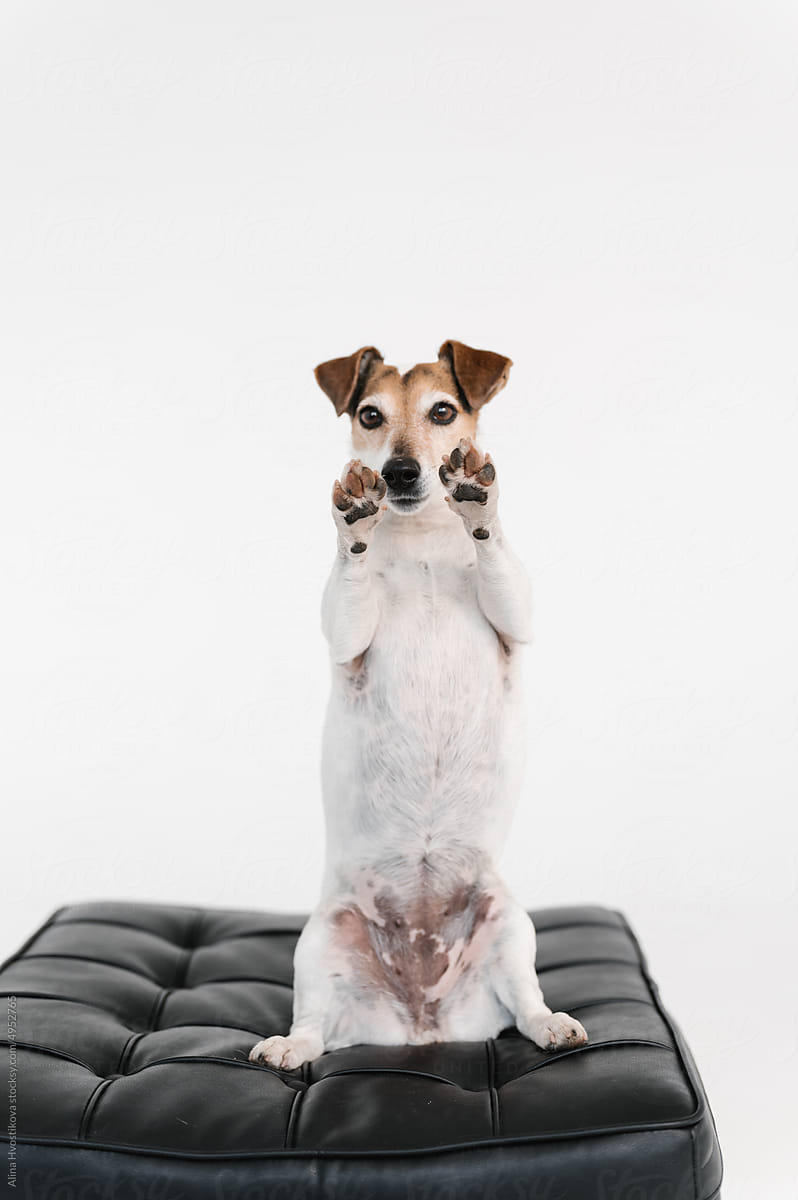 Funny Jack Russell Terrier sitting on hind legs