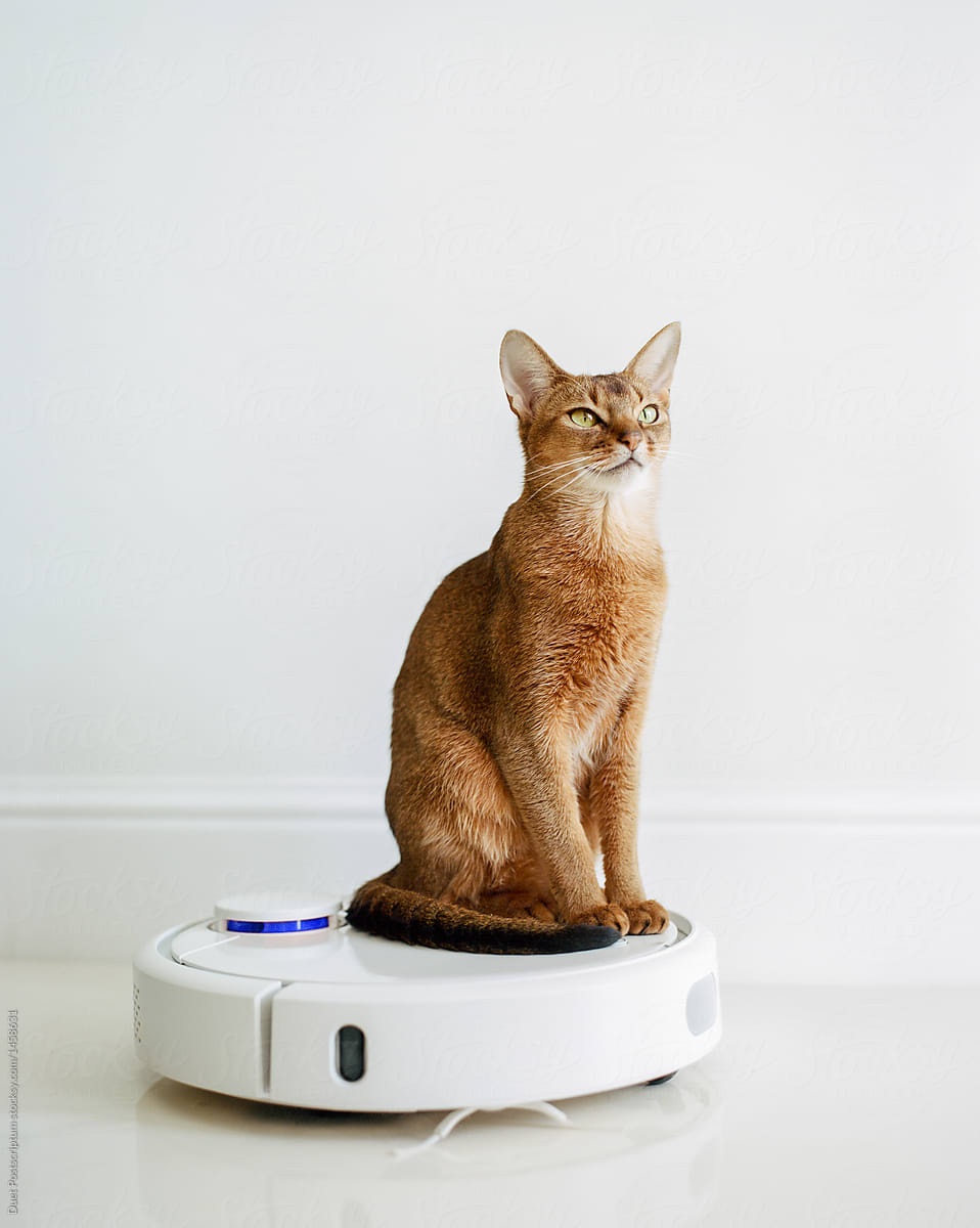 Cat On Robotic Vacuum Cleaner" by Contributor "Duet Postscriptum" - Stocksy