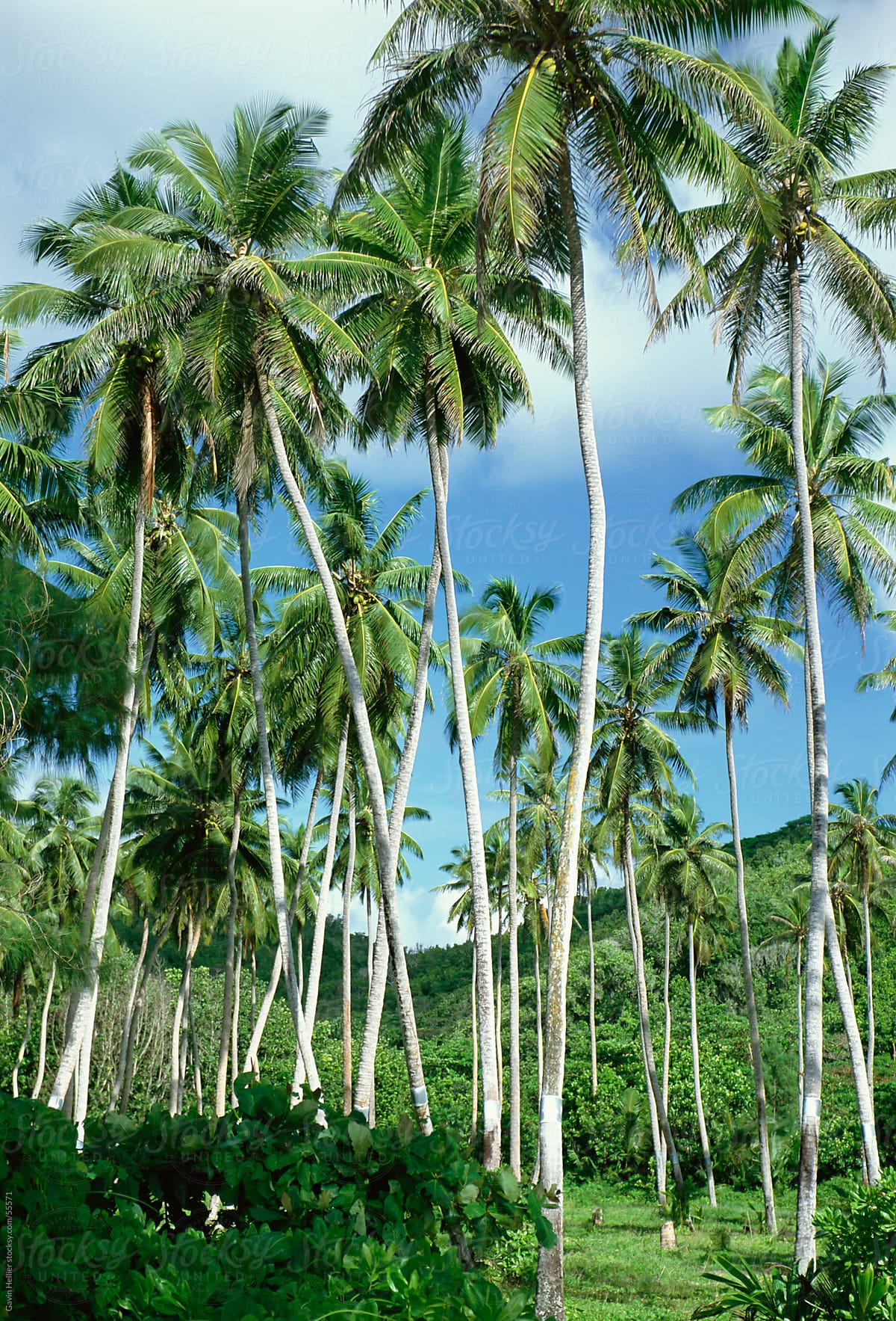 Palm trees, Langkawi, Malaysia