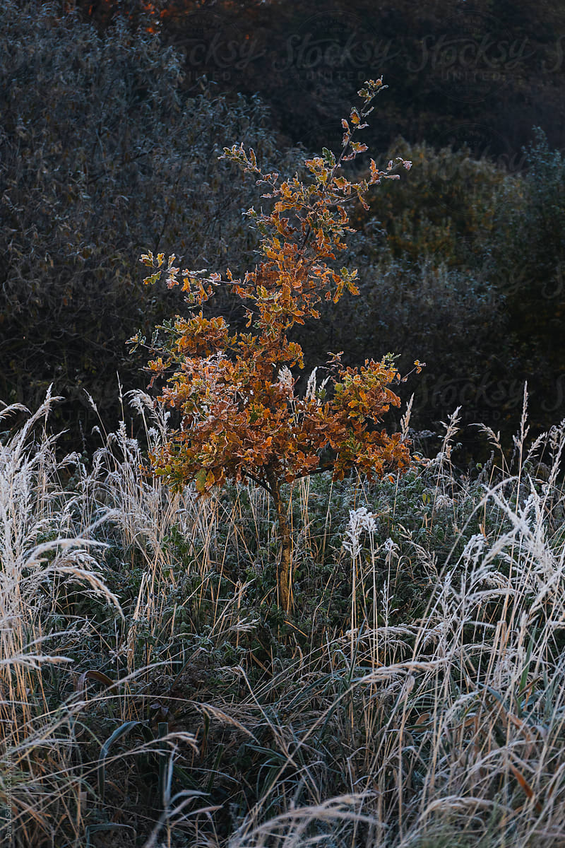 Small orange tree in the frozen grass