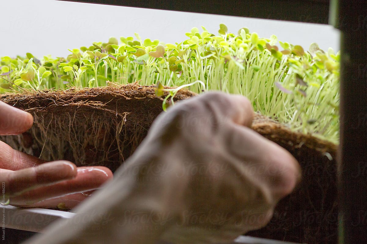 Closeup of man's hands harvesting micro green herbs from a hydroponics system