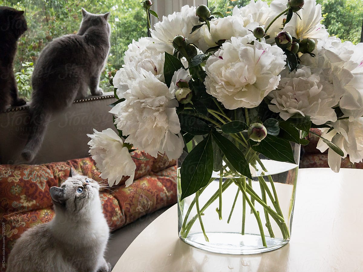Cats and Peonies