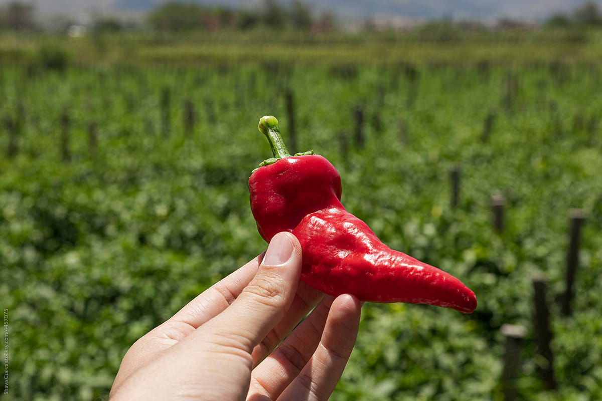 left hand holding a freshly harvested red chili