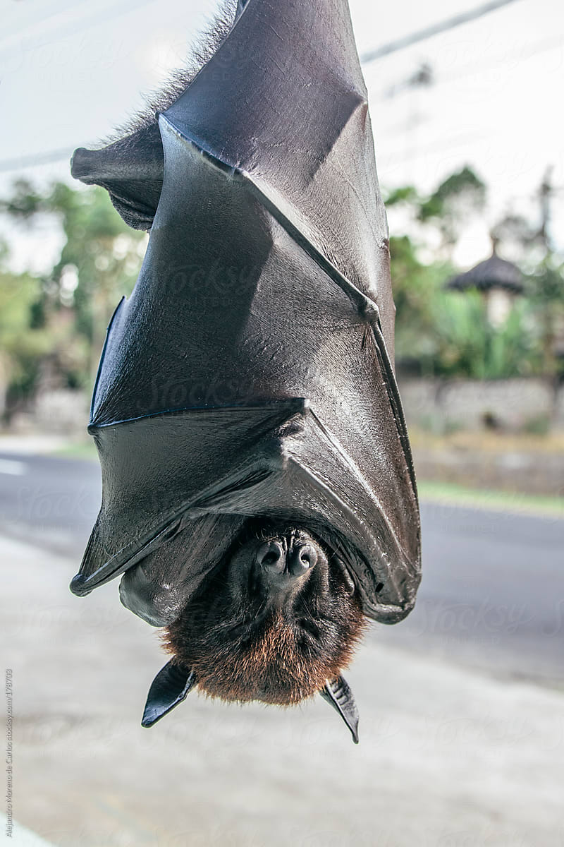 Fruit bat sleeping upside down