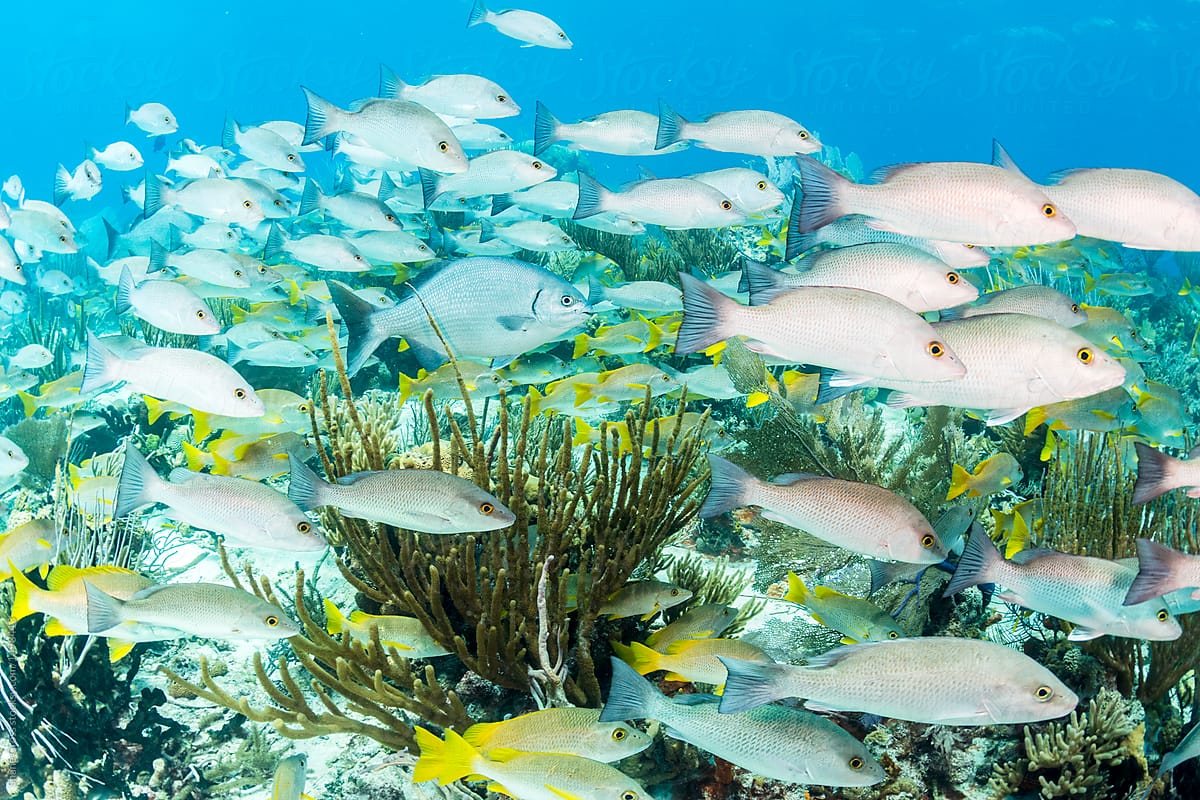Healthy Reefs Have Fish