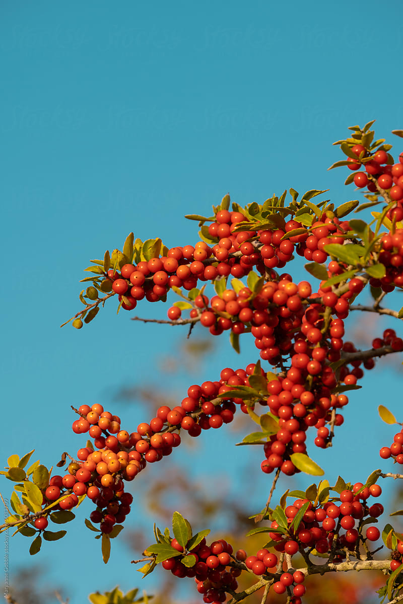 Red Holly Berries and Colorful Blue Sky