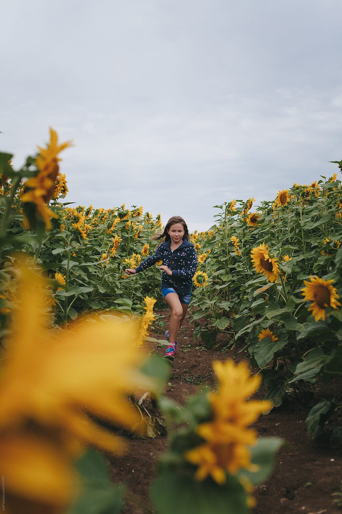 Little girl running through a sunflower field