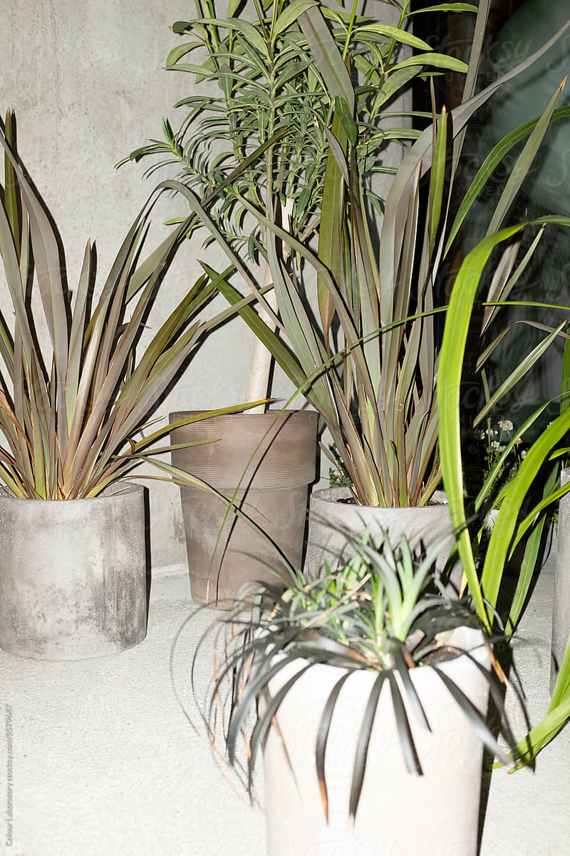Tropical plants in front grey concrete wall and hard direct flashlight