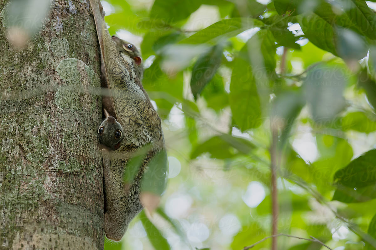 Flying Lemur in Langkawi with her baby peeking out at the camera.