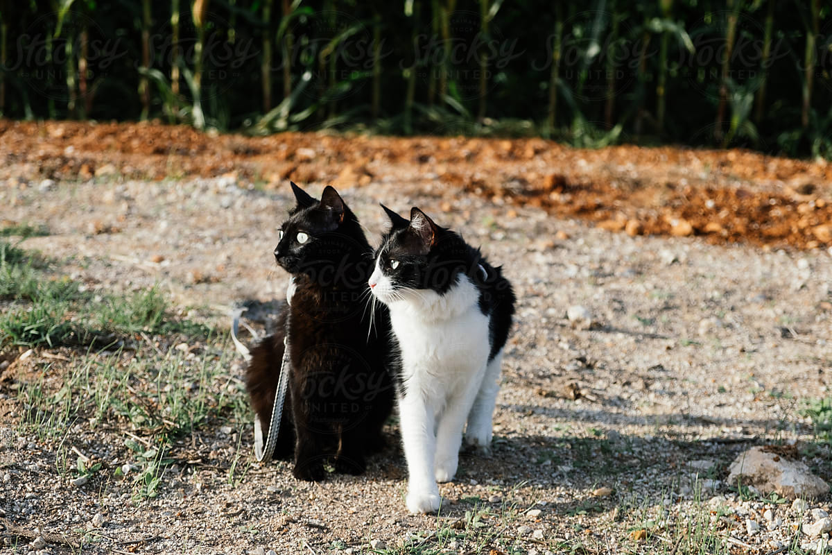 Portrait Of Two Cats in the field
