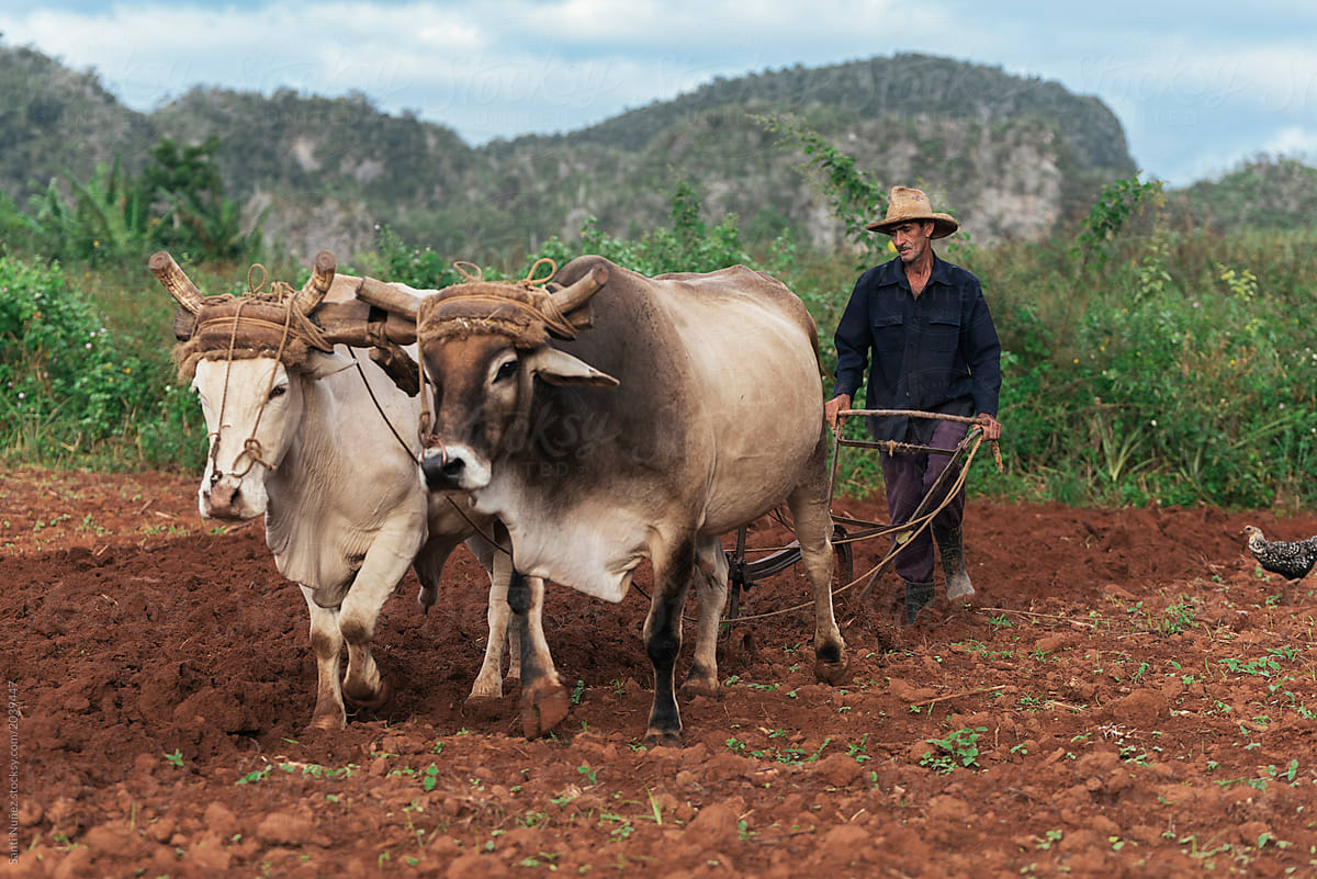 Farmer And Oxen Plow Tobacco Field. by Santi Nuñez