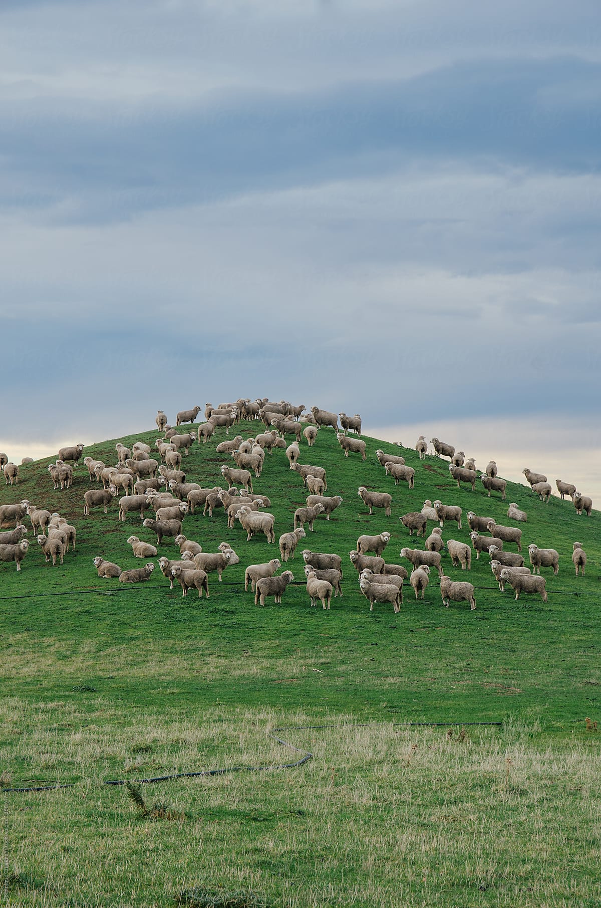 Sheep on a green hill